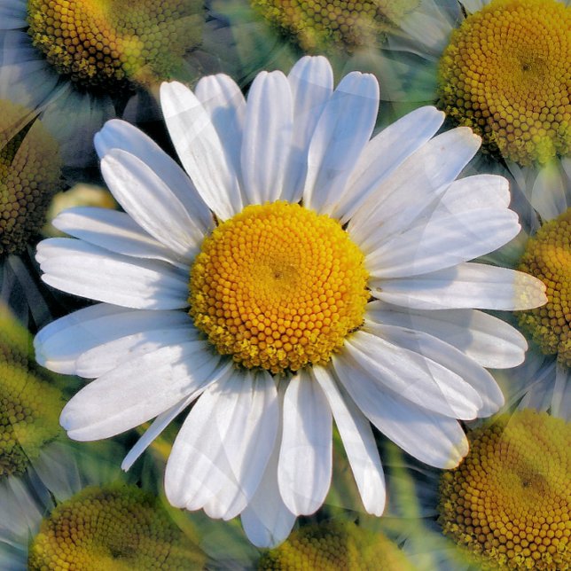 CARTE POSTALE FLEUR SAUVAGE (Créateur téléchargé)