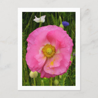Carte postale fleur sauvage