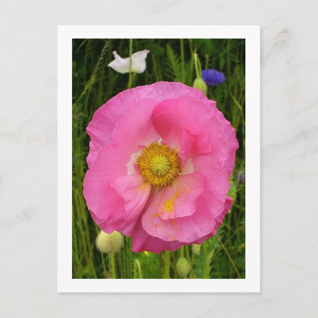 Carte postale fleur sauvage (Devant)
