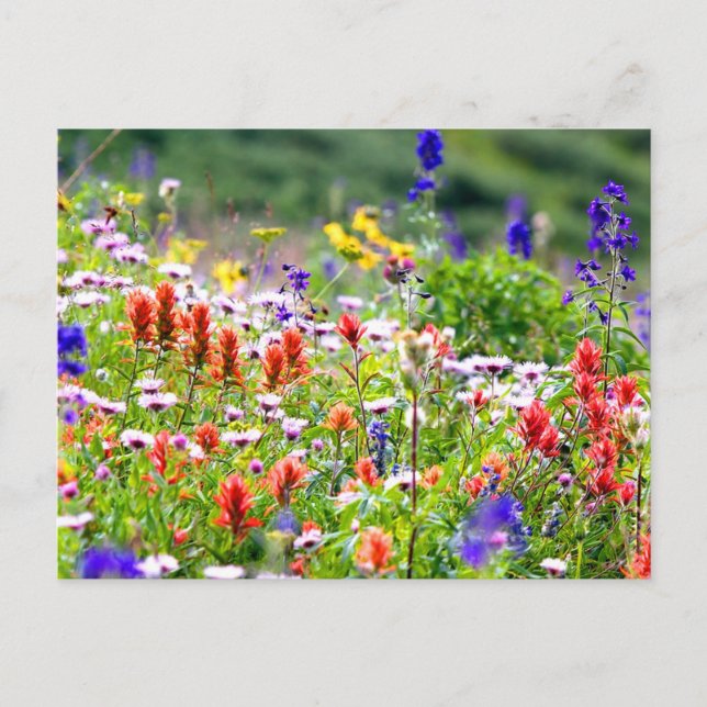 Carte Postale Fleur sauvage (Devant)