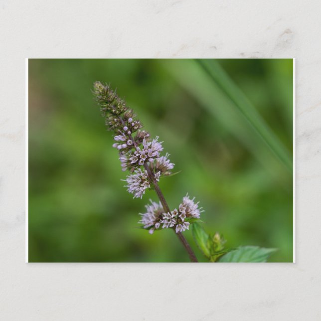 Carte postale Fleur sauvage à la menthe rouge (Devant)