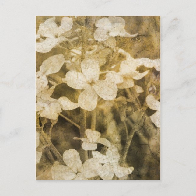 Carte Postale Fleur sauvage à Sepia (Devant)