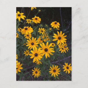 Carte postale Fleur sauvage Arkansas aux yeux noir