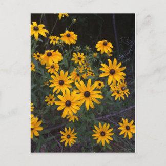 Carte postale Fleur sauvage Arkansas aux yeux noir