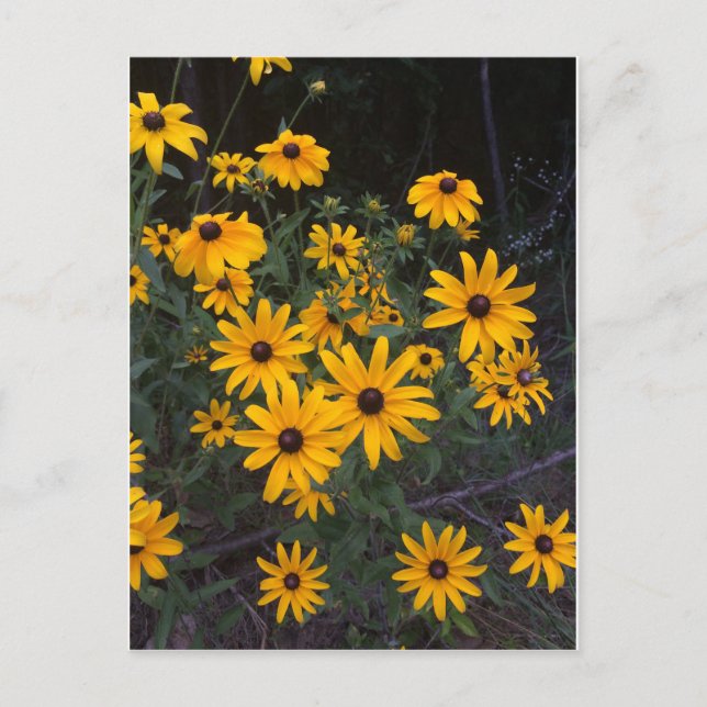 Carte postale Fleur sauvage Arkansas aux yeux noir (Devant)