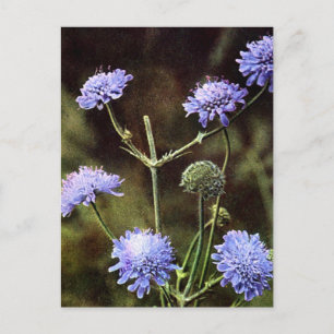 Carte Postale Fleur sauvage : Champ Scabious