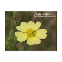 Carte postale Fleur sauvage Cinquefoil VA à fruit 
