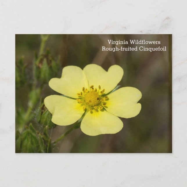 Carte postale Fleur sauvage Cinquefoil VA à fruit  (Devant)