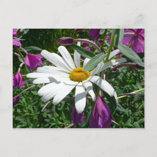 Carte Postale Fleur sauvage Daisy et Fireweed
