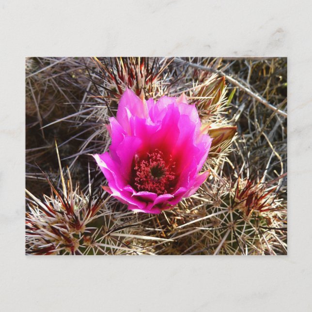Carte Postale Fleur sauvage de cactus en fleurs (Prickly Pear) (Devant)