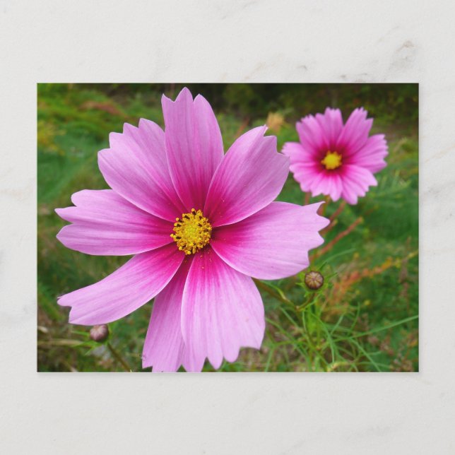 Carte Postale Fleur sauvage de fleurs Cosmos roses (Devant)