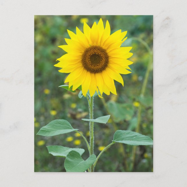 Carte Postale Fleur sauvage de fleurs de tournesol (Devant)