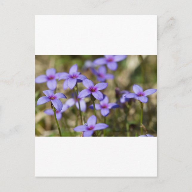 Carte Postale Fleur sauvage de l'Alabama Tiny Bluet - Houstonia  (Devant)