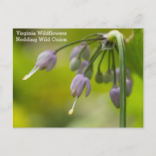 Carte postale Fleur sauvage de Nodding Wild Onion 
