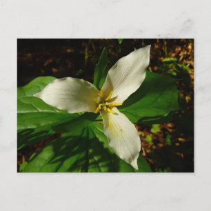 Carte Postale Fleur sauvage de printemps blanc Trillium Flower