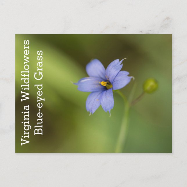 Carte postale Fleur sauvage de Virginie (Devant)