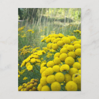 Carte Postale Fleur sauvage du Montana