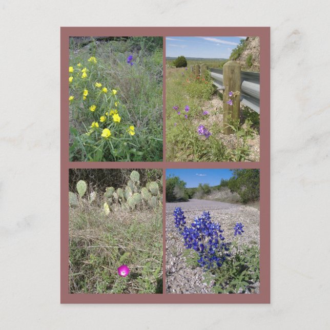 Carte Postale Fleur sauvage du Texas (Devant)