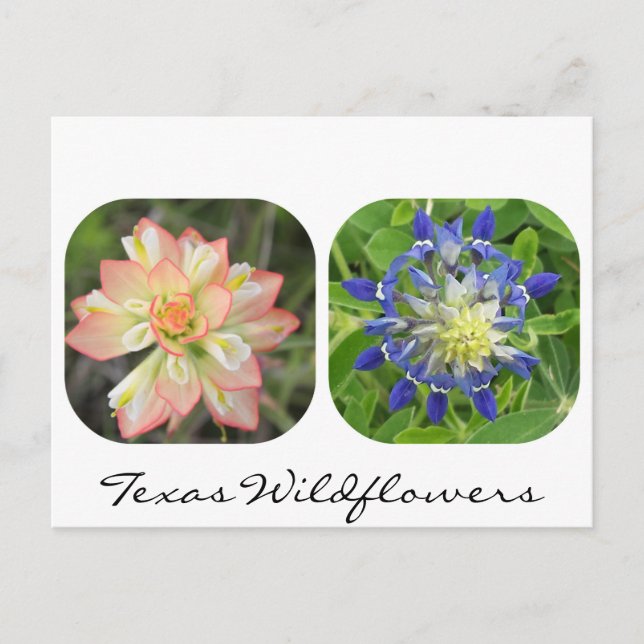 Carte postale Fleur sauvage du Texas (Devant)