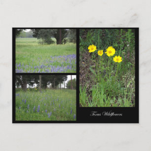 Carte postale Fleur sauvage du Texas