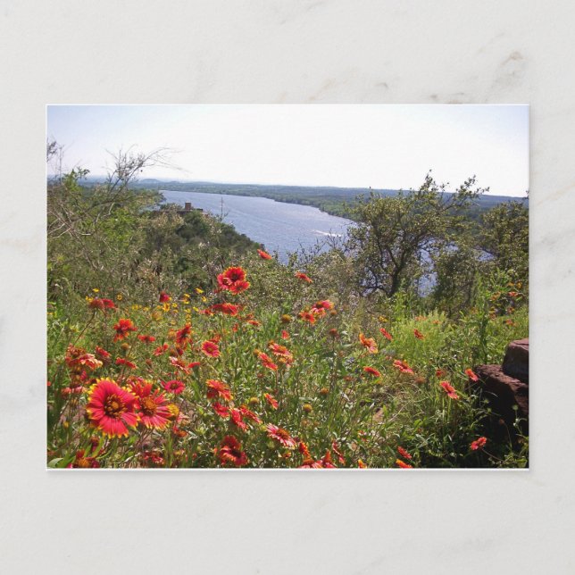 Carte Postale Fleur sauvage du Texas - Blanche indienne (Devant)