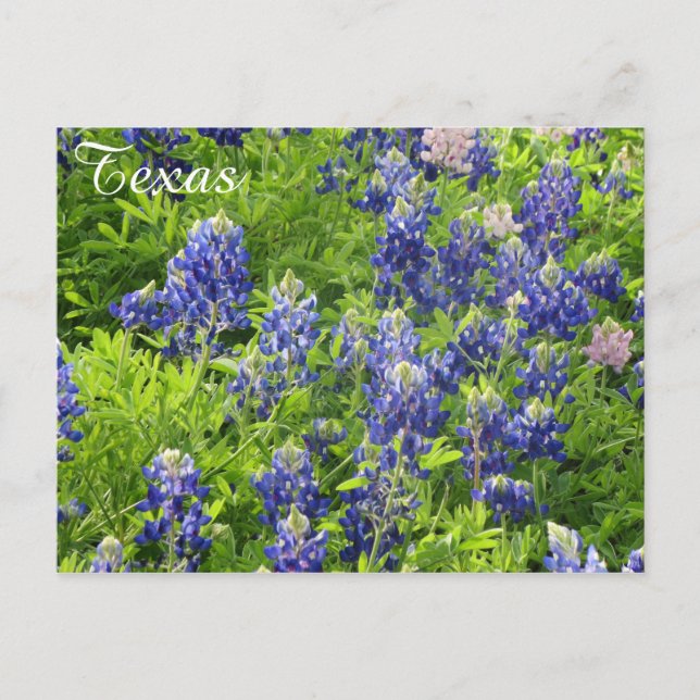Carte postale Fleur sauvage du Texas Bluebonnets (Devant)