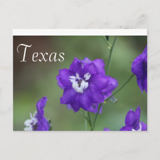 Carte postale Fleur sauvage du Texas Fleur sauvage
