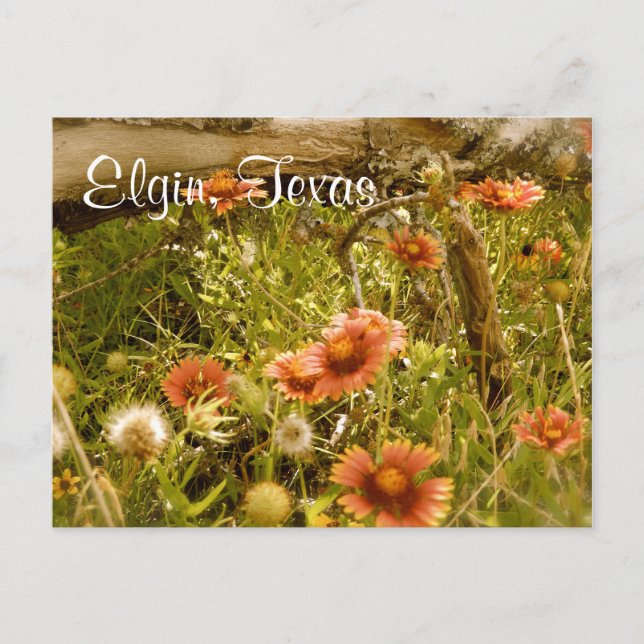 Carte Postale Fleur sauvage Elgin Texas (Devant)
