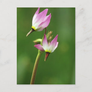 Carte Postale Fleur sauvage étoile, Californie, États-Unis