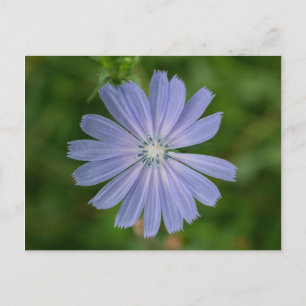 Carte postale Fleur sauvage floral Chicory Blue