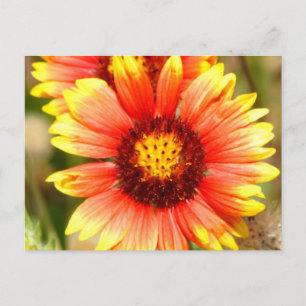 Carte postale Fleur sauvage Floride
