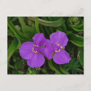 Carte Postale Fleur sauvage Fuchsia Spiderwort Hot Springs Cadea
