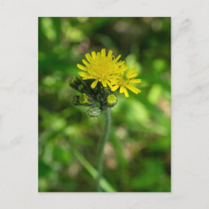 Carte postale Fleur sauvage Hawkweed jaune