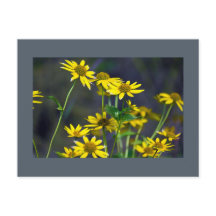 Carte postale Fleur sauvage jaune
