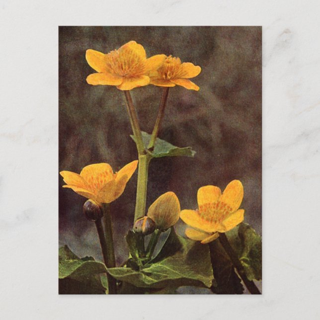 Carte Postale Fleur sauvage : Marsh Marigold (Devant)