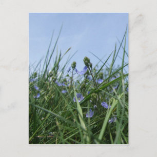 Carte postale fleur sauvage Meadow