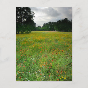 Carte Postale Fleur sauvage Meadow - Butler Trail - Austin Texas