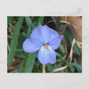 Carte Postale Fleur sauvage Oiseaux-Pied Violet IV sources therm