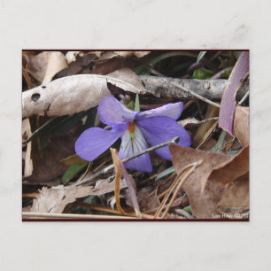 Carte Postale Fleur sauvage Oiseaux-Pied Violet Sources thermale