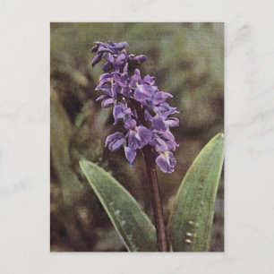 Carte Postale Fleur sauvage : Orchidées violettes précoces