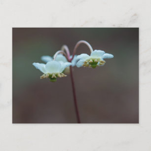 Carte postale Fleur sauvage Pipsissewa en hiver tr