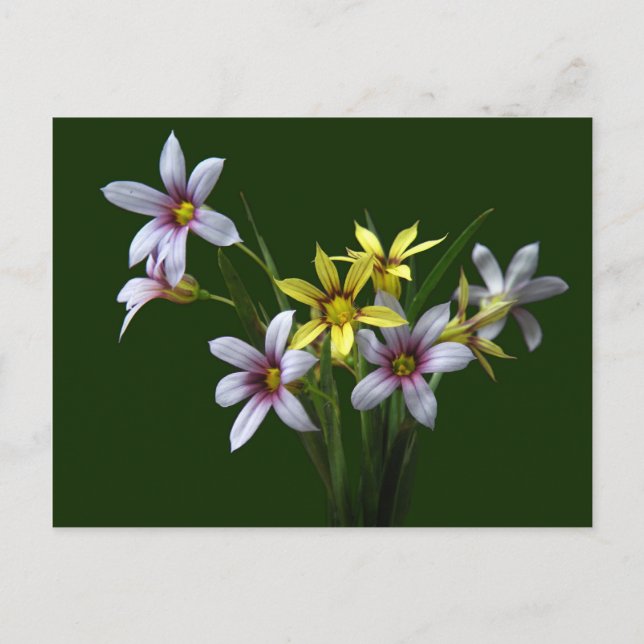 Carte postale Fleur sauvage Ressort à oeil bleu (Devant)