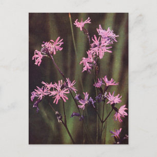 Carte Postale Fleur sauvage : Robin dallé