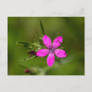Carte postale Fleur sauvage rose Deptford
