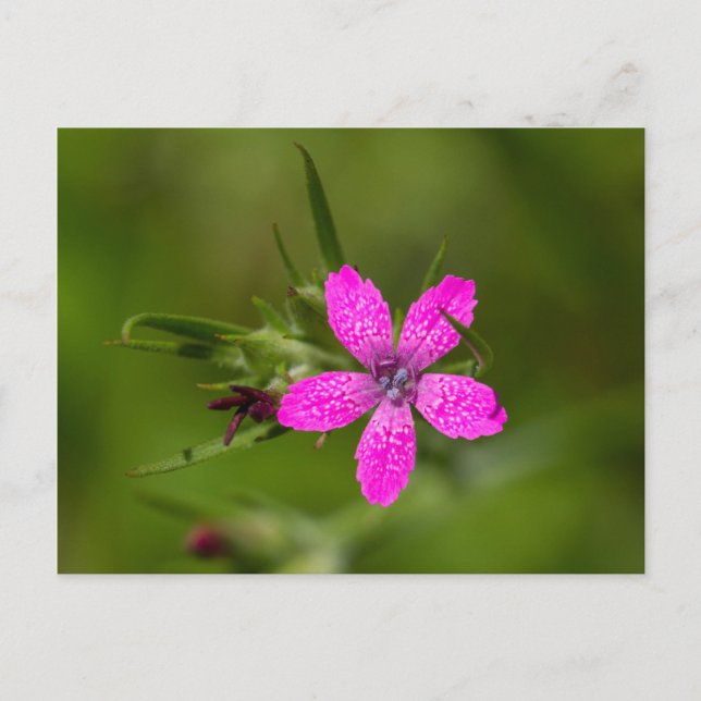 Carte postale Fleur sauvage rose Deptford (Devant)