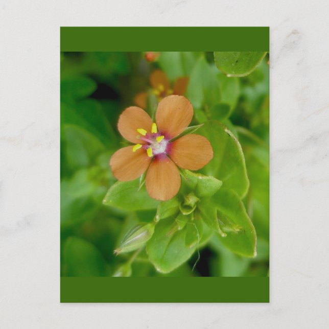 Carte Postale Fleur sauvage Scarlet Pimpernel (Devant)
