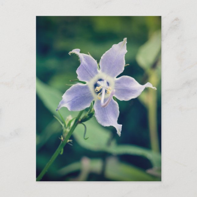 Carte postale Fleur sauvage Tall Bellflower (Devant)