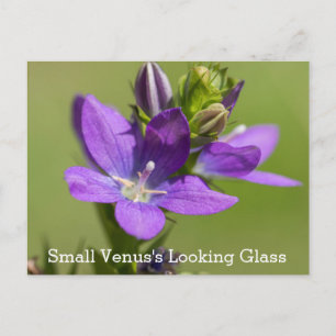 Carte postale Fleur sauvage violet Vénus