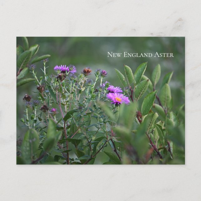 Carte postale Fleur sauvage violette (Devant)