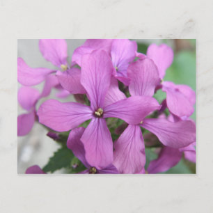 Carte postale fleur sauvage violette